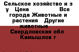 Сельское хозяйство и з/у › Цена ­ 2 500 000 - Все города Животные и растения » Другие животные   . Свердловская обл.,Камышлов г.